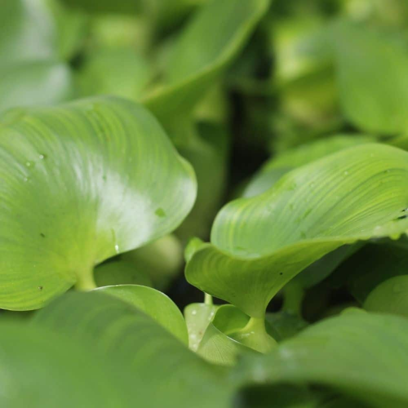 CACHE POT TRESSE JACINTHE VASE / CACHE POT ORIGINAL HOME