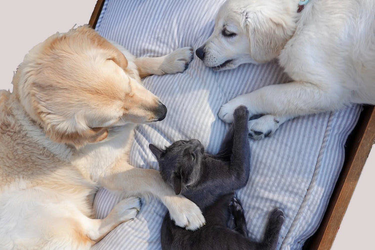 Curiosité chouchoute vos animaux de compagnie avec cette collection dédiée aux chats et aux chiens.