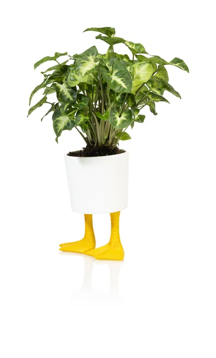 GRAND CACHE POT CANARD VASE / CACHE POT BITTEN