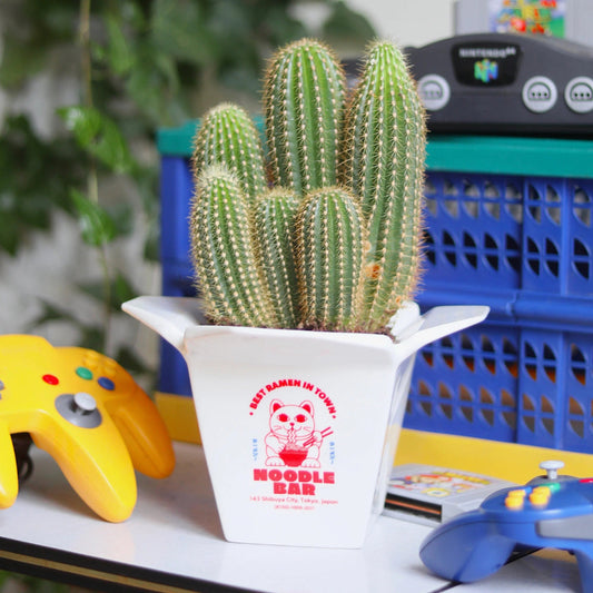 POT RAMEN VASE / CACHE POT FLUID