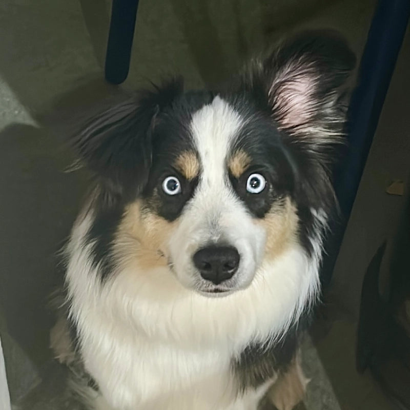 Quelqu’un, notre mascotte à quatre pattes, distributeur officiel de sourires, veille sur la boutique entre deux siestes.